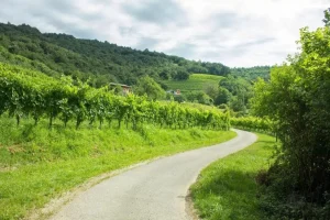 Vineyards of Goriška brda
